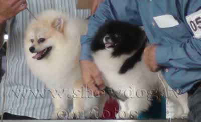 Clique sobre a foto para fechar